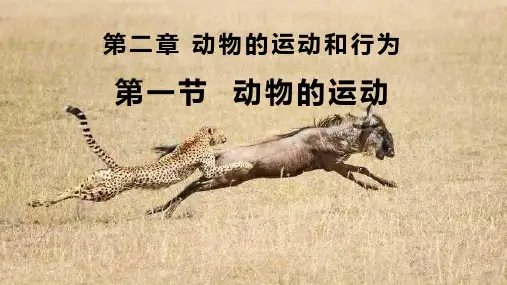 动物的运动ppt课件