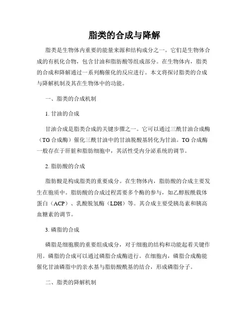 脂类的合成与降解