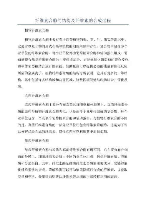 纤维素合酶的结构及纤维素的合成过程