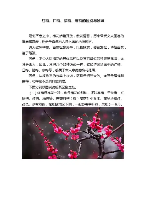 红梅、江梅、腊梅、寒梅的区别与辨识