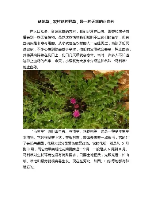 马刺草，农村这种野草，是一种天然的止血药