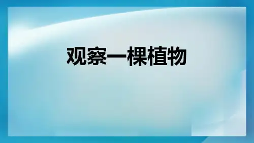 教科版一年级上册科学《观察一棵植物》教学说课课件