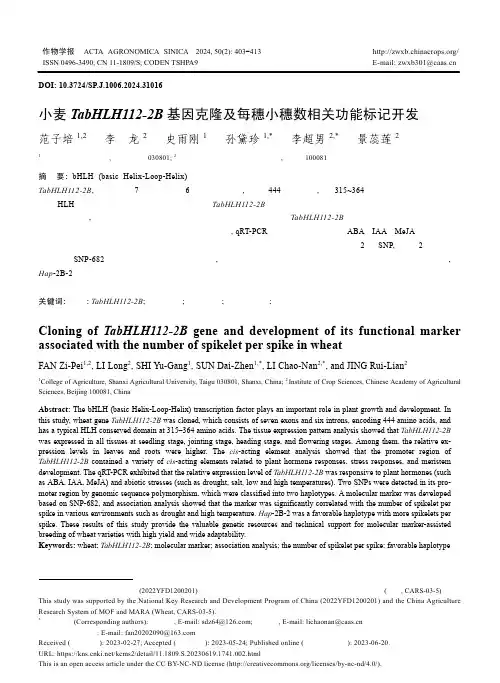 小麦TabHLH112-2B_基因克隆及每穗小穗数相关功能标记开发