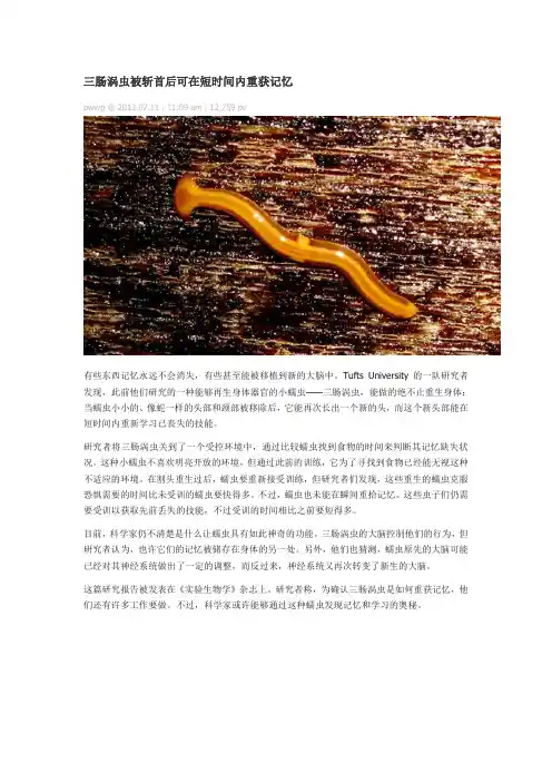 三肠涡虫被斩首后可在短时间内重获记忆