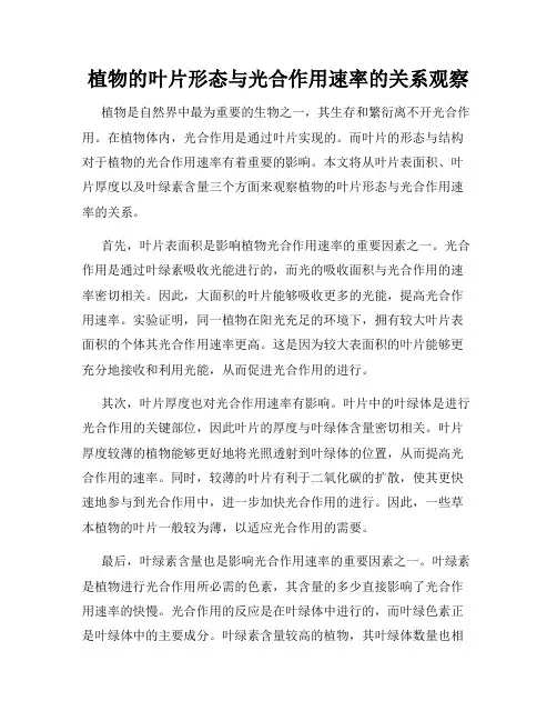 植物的叶片形态与光合作用速率的关系观察