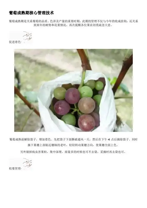 葡萄成熟期核心管理技术