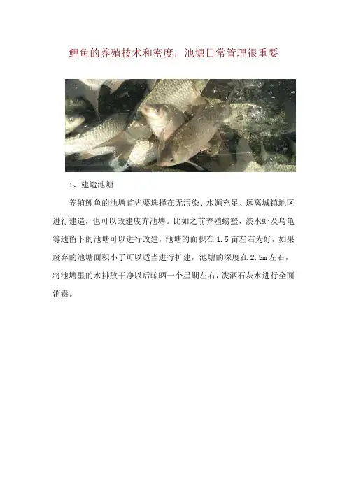 鲤鱼的养殖技术和密度,池塘日常管理很重要