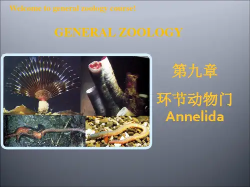 普通动物学课件第九章环节动物门