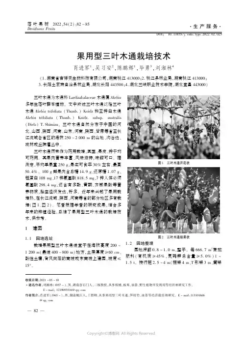 果用型三叶木通栽培技术