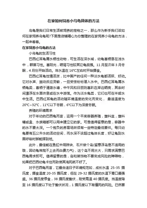 在家如何饲养小乌龟具体的方法