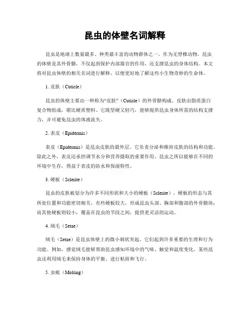 昆虫的体壁名词解释