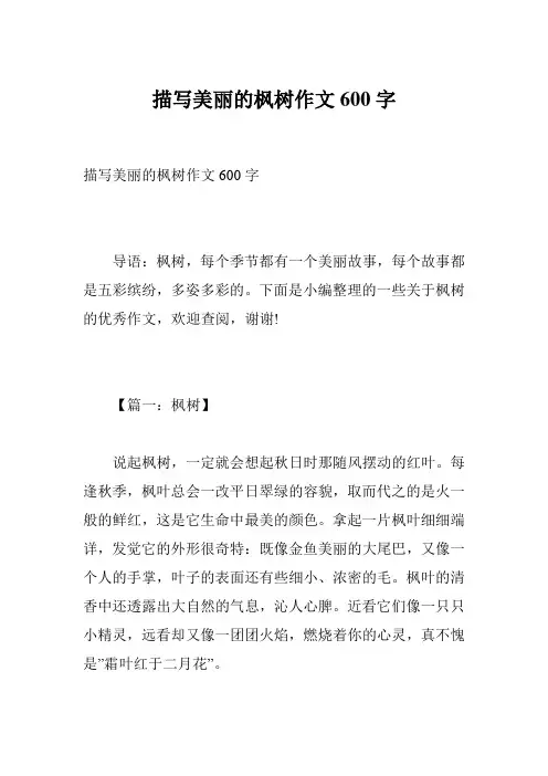 描写美丽的枫树作文600字