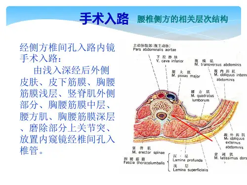 脊柱及椎间孔区的解剖