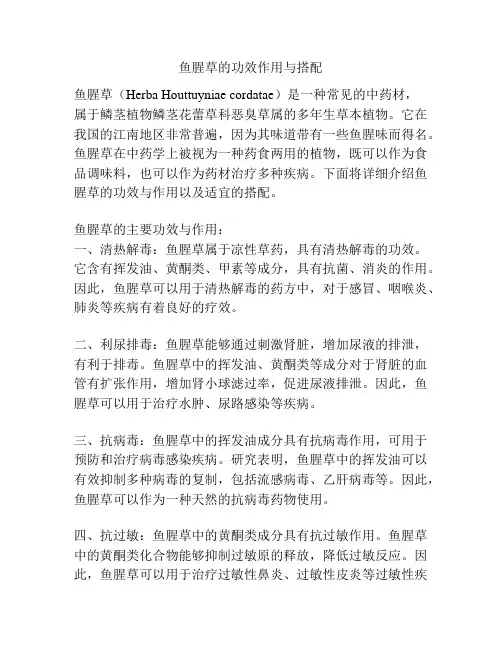 鱼腥草的功效作用与搭配