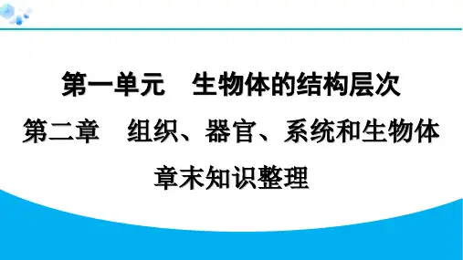 最新初一生物上册 1-2组织、器官、系统和生物体 专题训练 课件