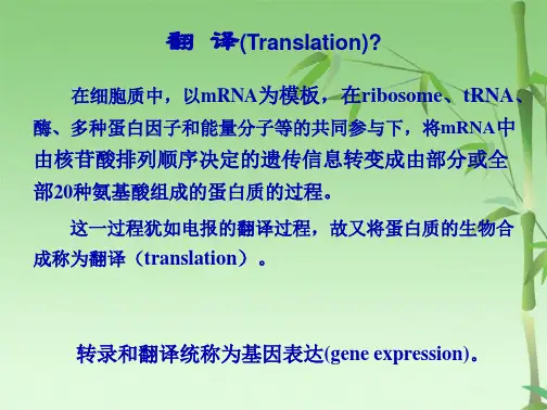 蛋白质的生物合成翻译3(共51张PPT)