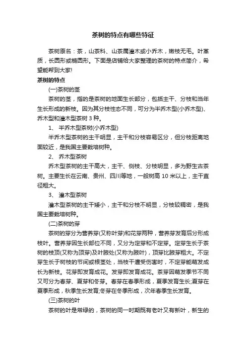茶树的特点有哪些特征