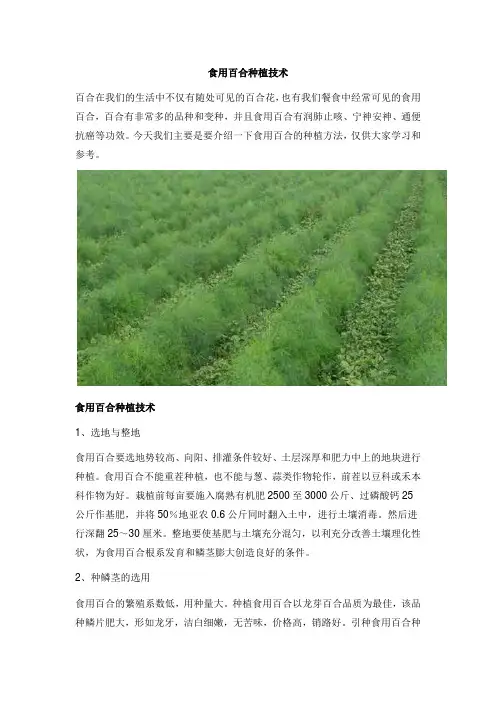 食用百合种植技术