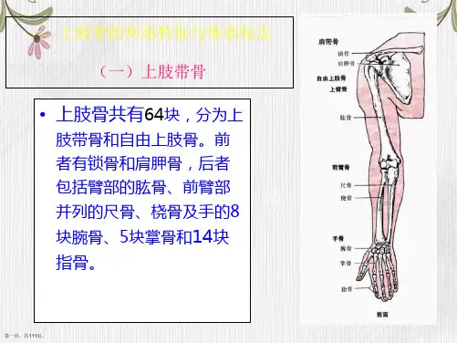 运动系统上肢的结构与运动