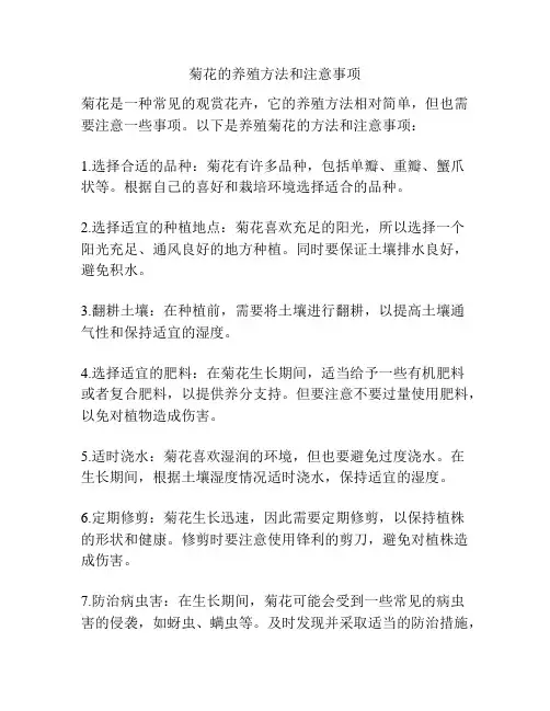 菊花的养殖方法和注意事项