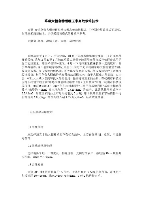 草莓大棚套种甜糯玉米高效栽培技术