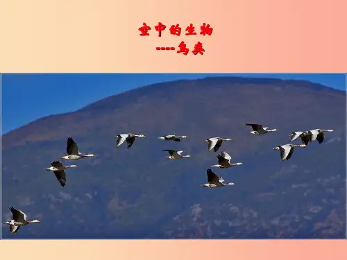 江苏省七年级生物下册12.1空中的生物_鸟类课件新版苏科版