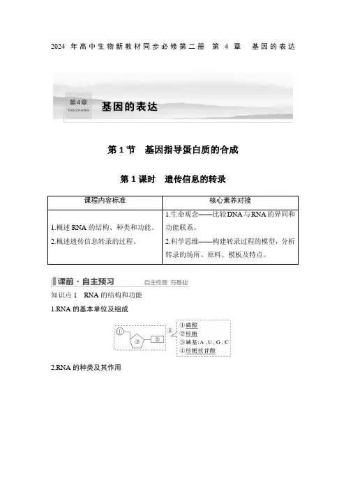 2024年高中生物新教材同步必修第二册 第4章 基因的表达遗传信息的转录含答案