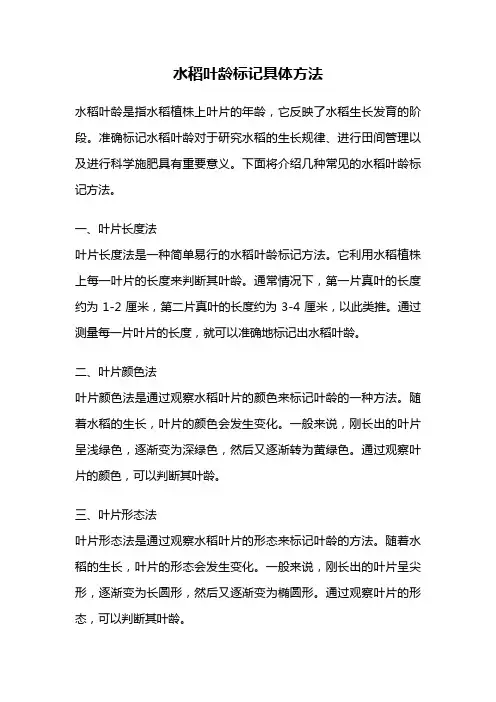 水稻叶龄标记具体方法