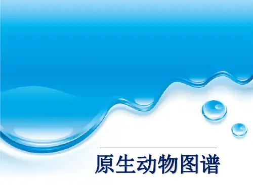原生动物图谱 常见寄生虫图谱 PPT
