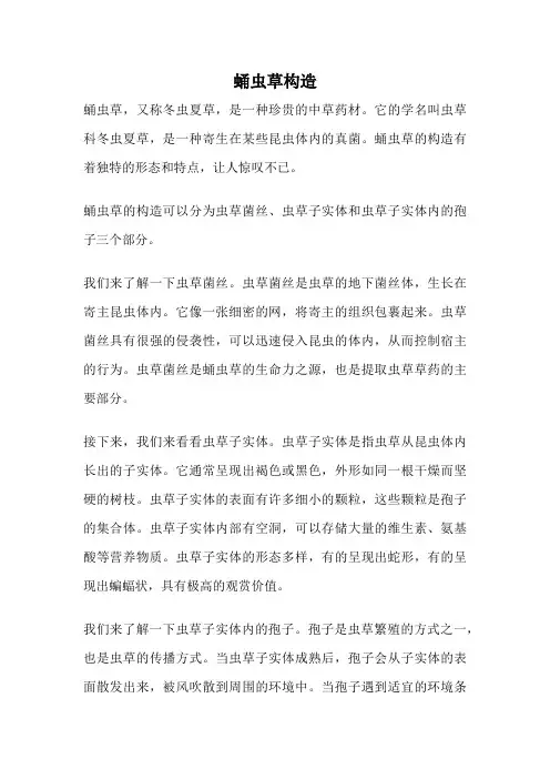 蛹虫草构造