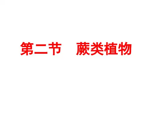 25第五章(第二节)  蕨类植物