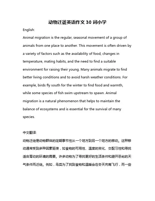 动物迁徙英语作文30词小学