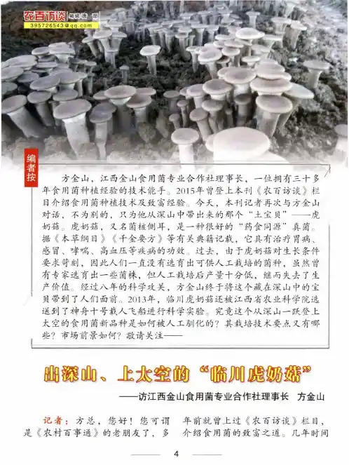 出深山、上太空的“临川虎奶菇”——访江西金山食用菌专业合作社