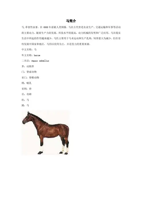 六年级语文上册第三组10别饿坏了那匹马马简介相关阅读素材新人教版
