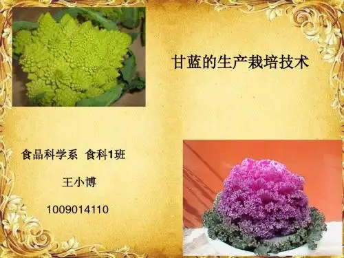 甘蓝的生产栽培技巧 19页PPT文档