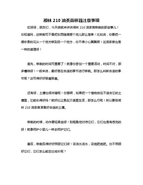 湘林210油茶苗移栽注意事项