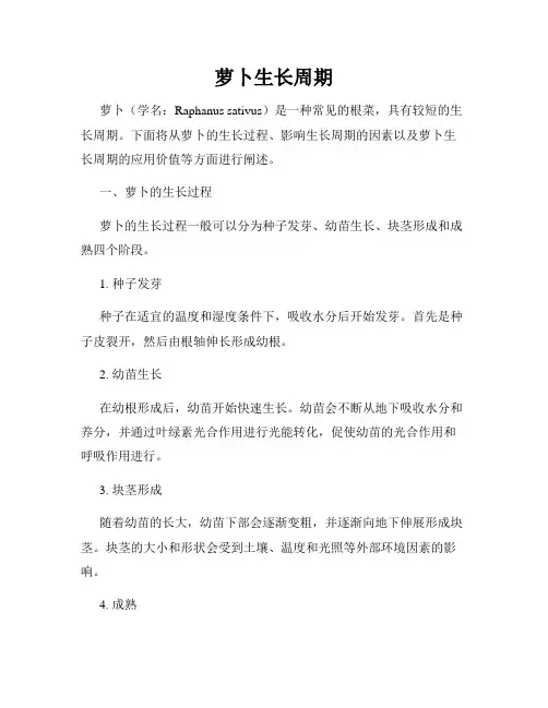 萝卜生长周期