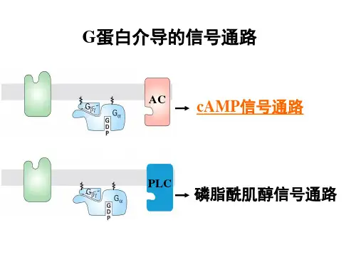 医学细胞生物学 1 G蛋白介导的信号通路