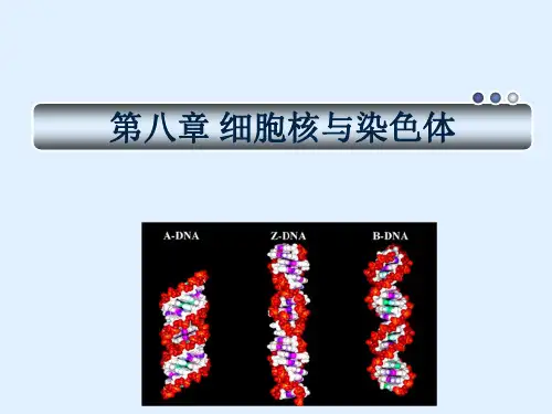 《细胞生物学》第八章细胞核与染色体ppt课件