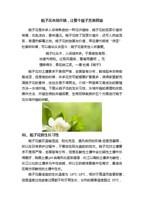 栀子花水培扦插，让整个屋子芳香四溢