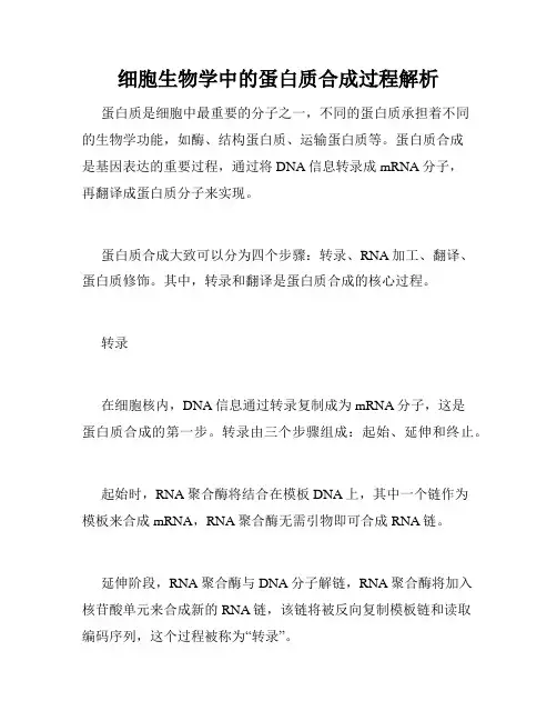 细胞生物学中的蛋白质合成过程解析