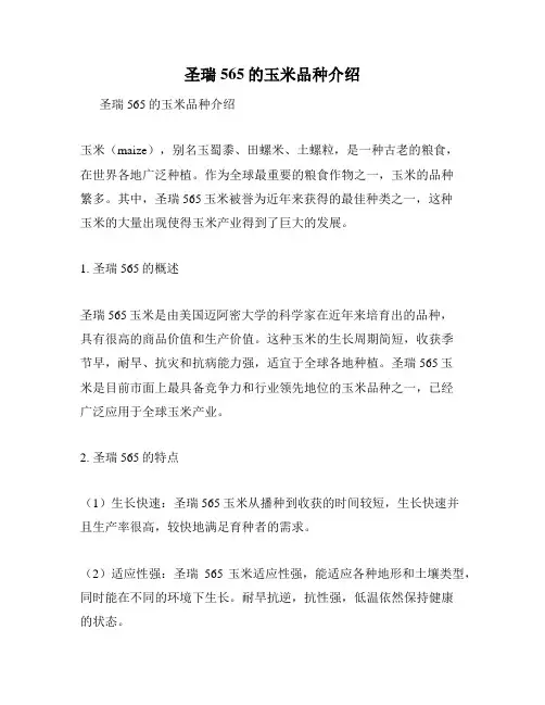 圣瑞565的玉米品种介绍