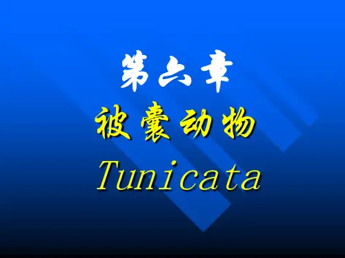 被囊动物