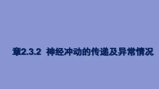 神经冲动的产生和传导(第2课时)课件-高二上学期生物人教版选择性必修1