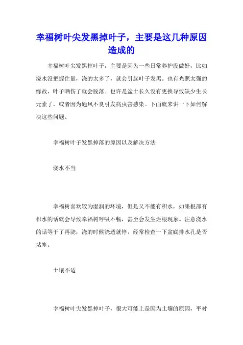 幸福树叶尖发黑掉叶子,主要是这几种原因造成的