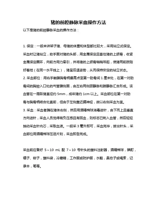猪的前腔静脉采血操作方法