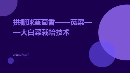 拱棚球茎茴香——苋菜——大白菜栽培技术
