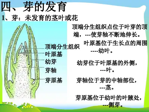 植物的一生-课件
