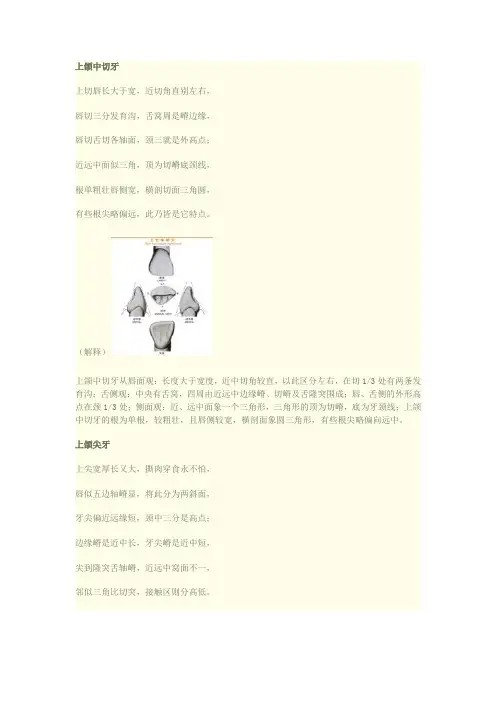 口腔知识速记之牙齿形态记忆口诀 附加图片