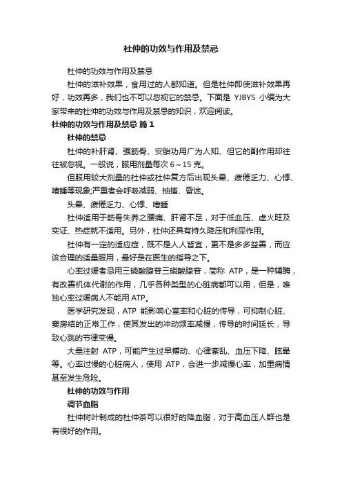 杜仲的功效与作用及禁忌